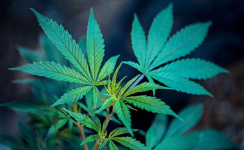 International Trade Body Warns Over Counterfeit Cannabis Growth